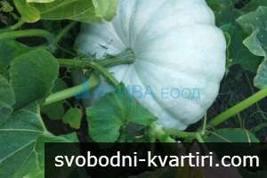 Животновъдно стопанство/овчарник-ферма/ в община Хасково Животновъдно стопанство/овчарник-ферма/ в община Хасково