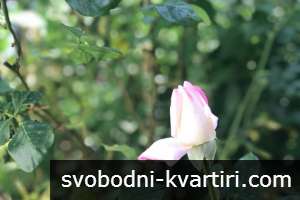 Самостоятелна къща под наем топ център Самостоятелна къща под наем топ център